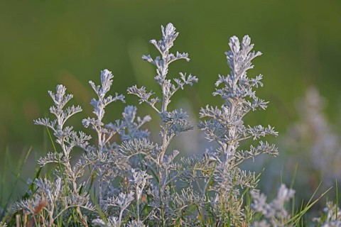 Sea wormwood