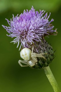 Goldenrod crab spider