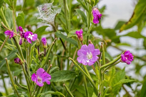 Great willowherb