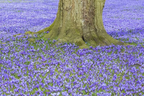 Purple carpet of blooming crocuses