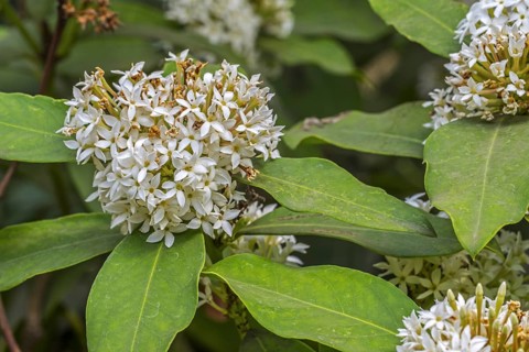 African wintersweet