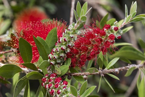 Bottlebrush