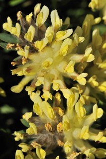 Common kidneyvetch