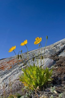 Arctic poppy