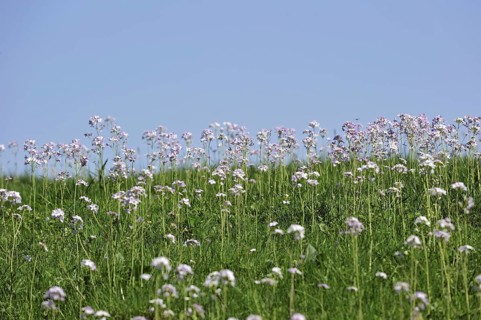 Cuckoo flower