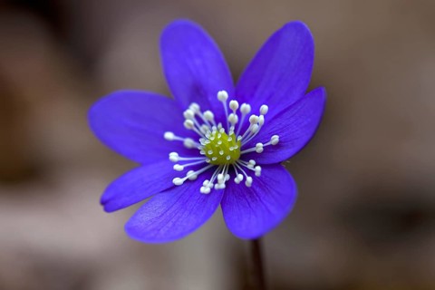 Common hepatica