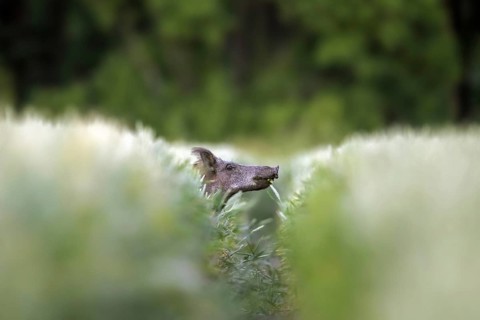 Solitary wild boar