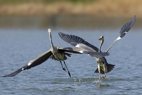 Two grey herons