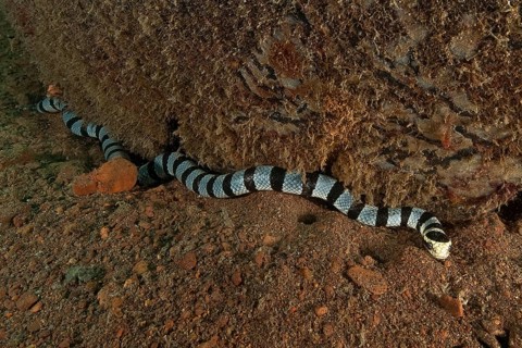 Venomous water snake colubrine sea krait