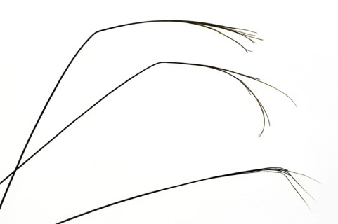 Close-up of split badger
