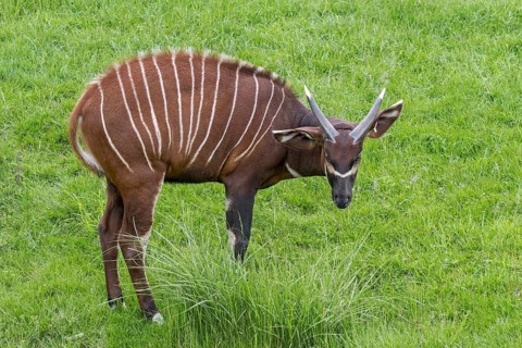 Bongo