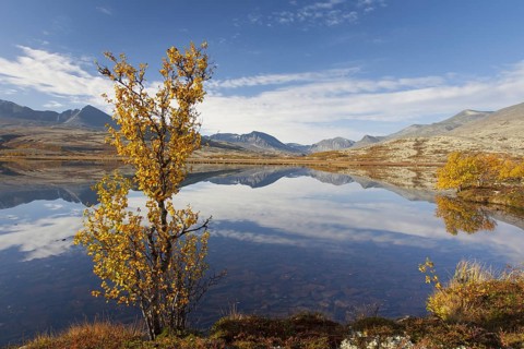 Birch trees showing autumn colours along lake