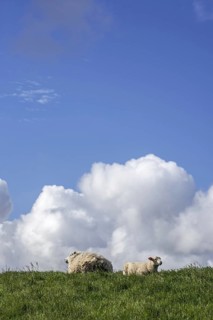 Texel sheep