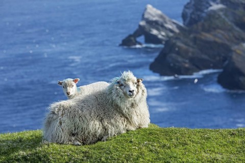 White sheep ewe and lamb resting on sea clifftop at Hermaness National Nature Reserve