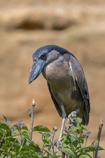 Boat-billed heron
