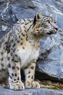Snow leopard
