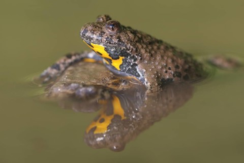 Yellow-bellied toad