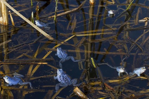 Moor Frogs