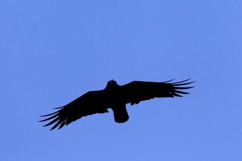 Carrion crow