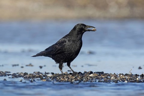Carrion