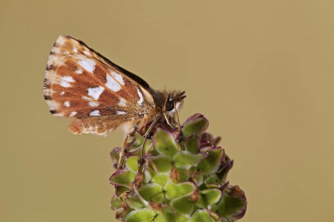 Red-underwing Skipper
