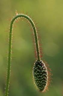 Bud of common poppy