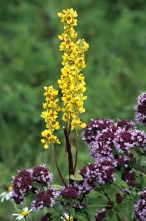Dark mullein