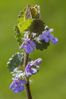 Creeping jenny