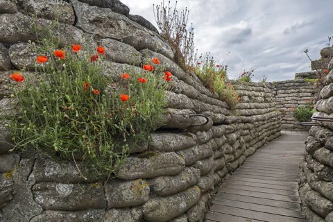 Poppies growing on sandbags at the Dodengang