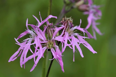Ragged robin