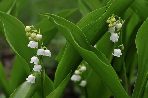 Lily of the Valley