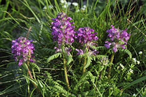 Whorled lousewort