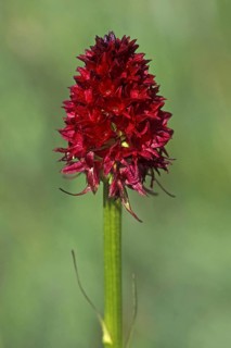 Black vanilla orchid