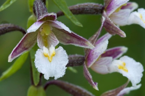 Marsh helleborine