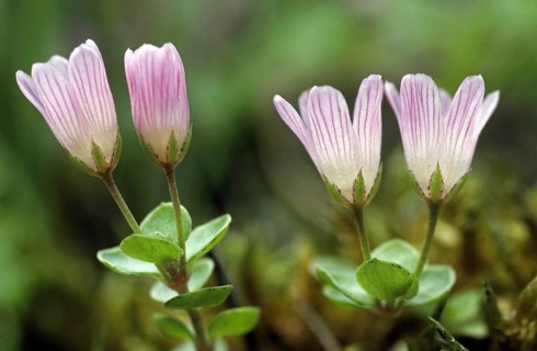Bog pimpernel