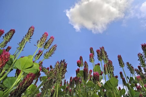 Field of Crimson clover