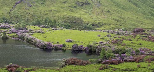 Common rhododendrons