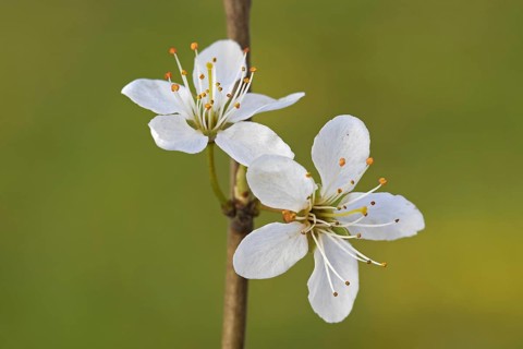 Blackthorn