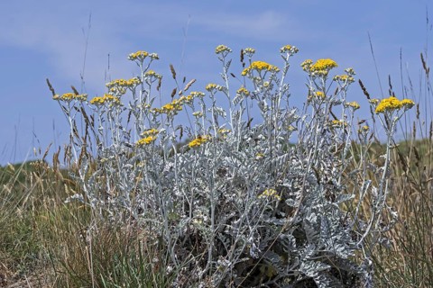 Silver ragwort