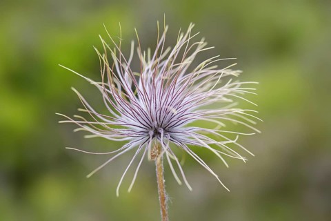 Fruiting plant