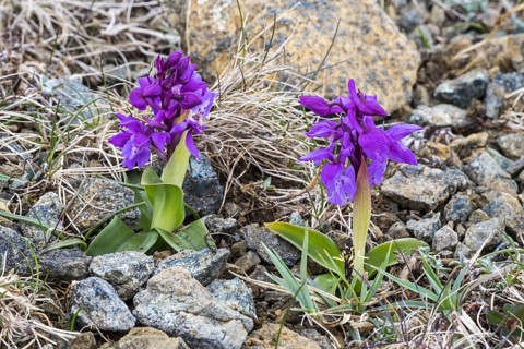 Early-purple orchid