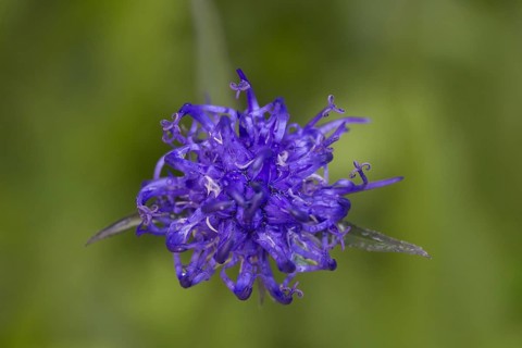 Round-headed rampion