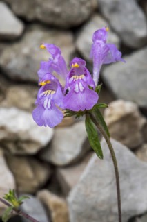 Red hemp-nettle