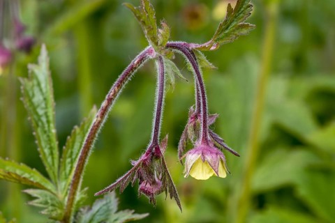 Wood avens