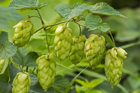 Common hop