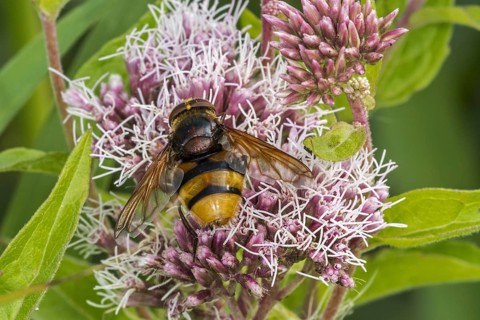 Hornet mimic hoverfly