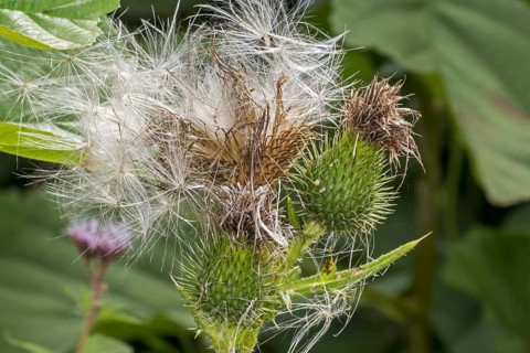 Seeds and seedhead