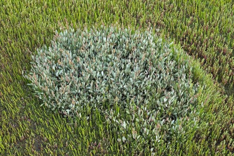 Sea purslane