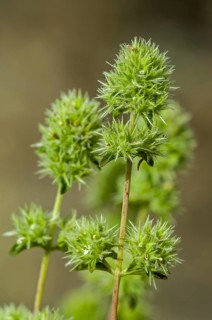 Spanish marjoram