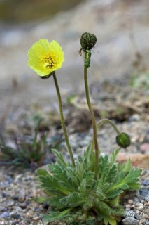 Arctic poppy